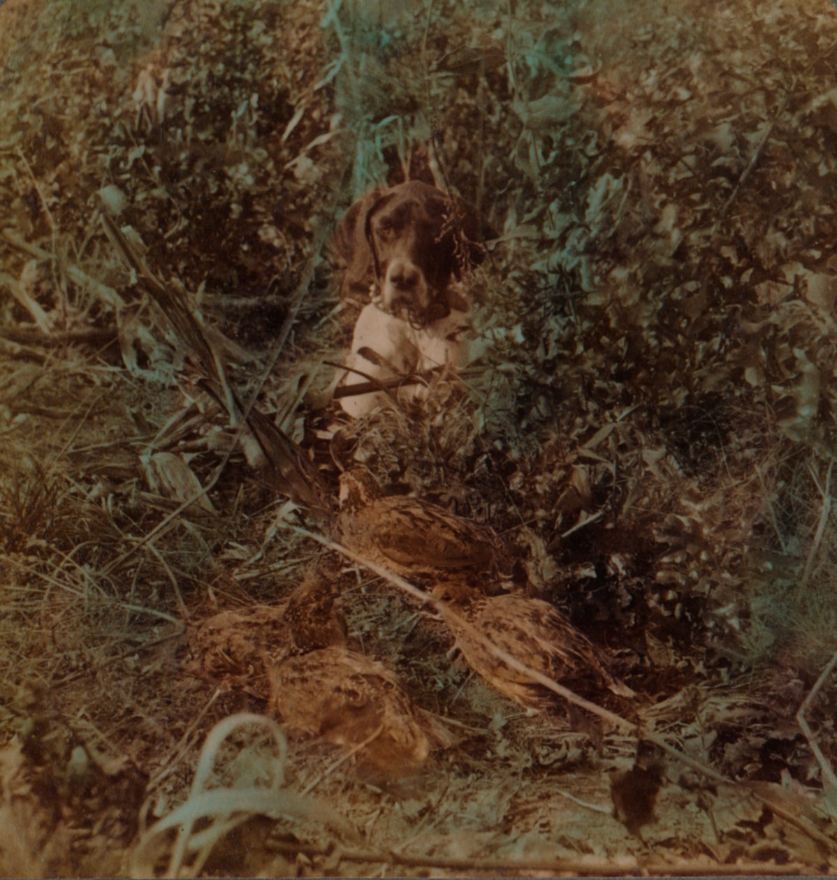 Batı kırlarında avlanma, bıldırcın sürüsü ve mısır anızı içinde bir işaretçi, 1903. Sanatçılar: Elmer Underwood, Bert Elias Underwood. by Underwood and Underwood