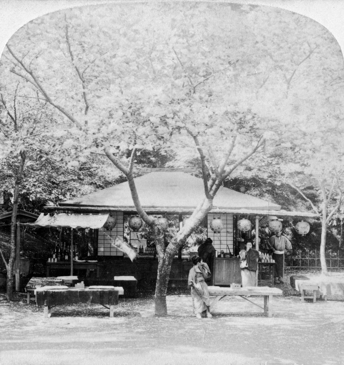 Çiçek krallığının kalbinde, Nara, Japonya, 1896. by Underwood and Underwood