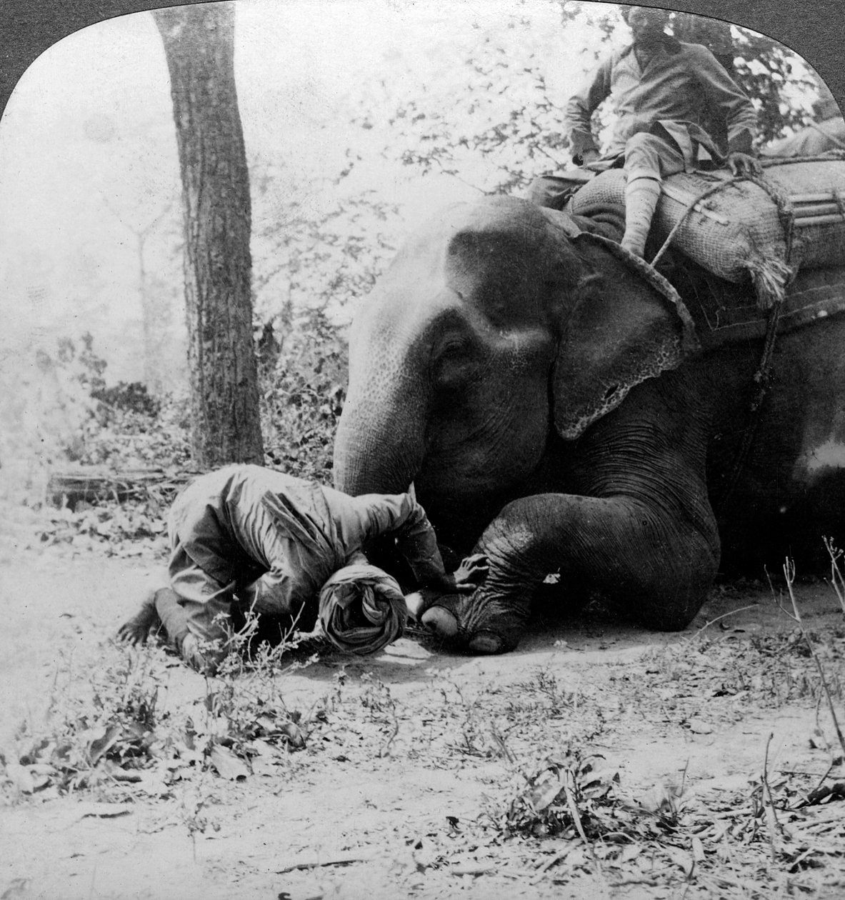 Bir filin ayağından diken çıkaran mahut, Behar kaplanı ateşi, Hindistan, 1900