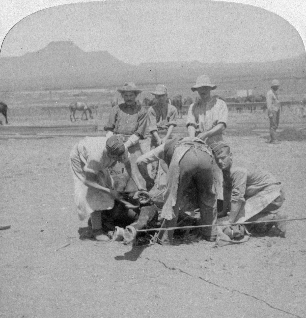 Naauwpoort, Güney Afrika, Boer Savaşı, 1900