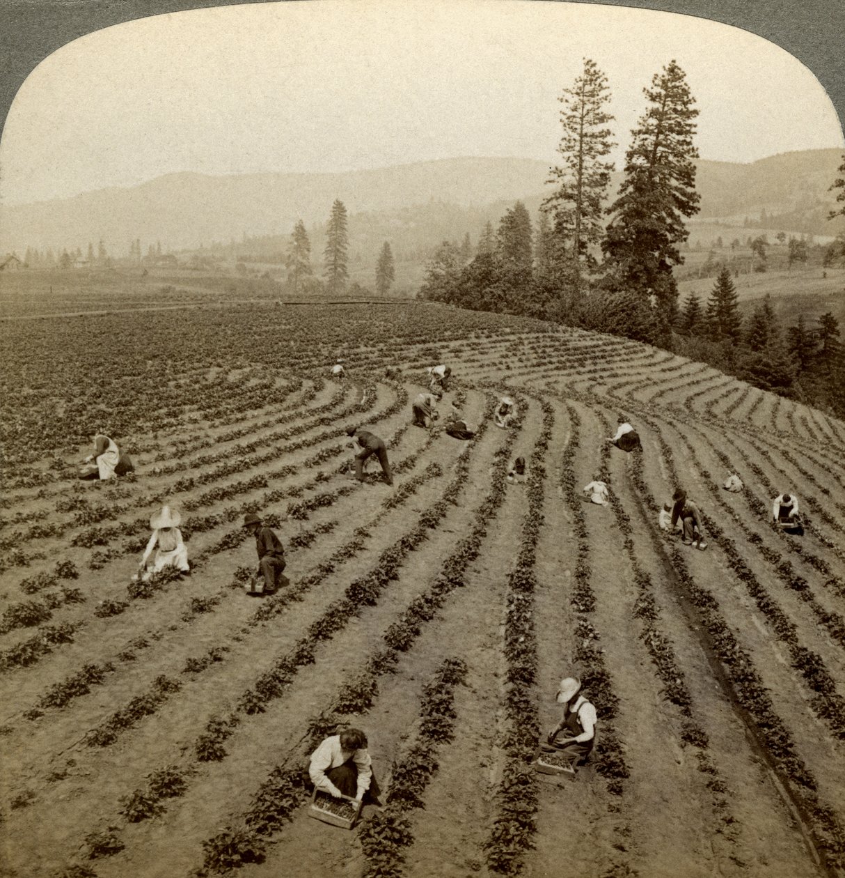 Çilek toplama, Cedar Creek Çiftliği, Hood River Valley, Oregon, ABD. by Underwood and Underwood