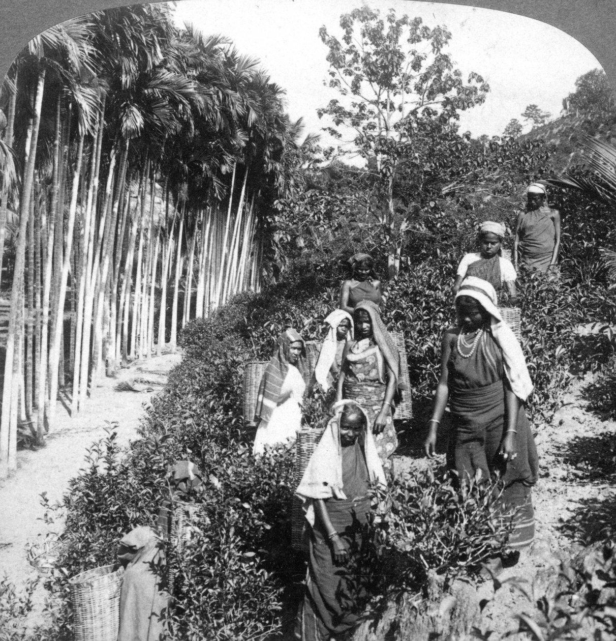 Sir Thomas Liptons malikanesinde çay toplayan Tamil kadınları, Polgahawela, Sri Lanka, 1903. by Underwood and Underwood