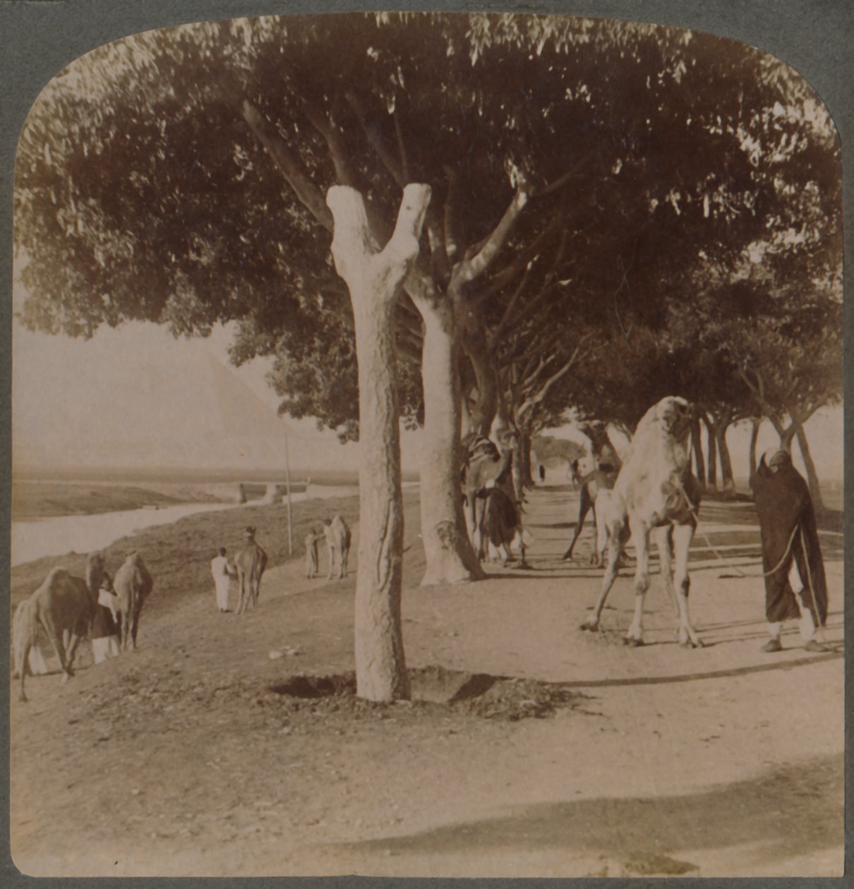 Piramitlere Giden Yol, Mısır, 1896. by Underwood and Underwood