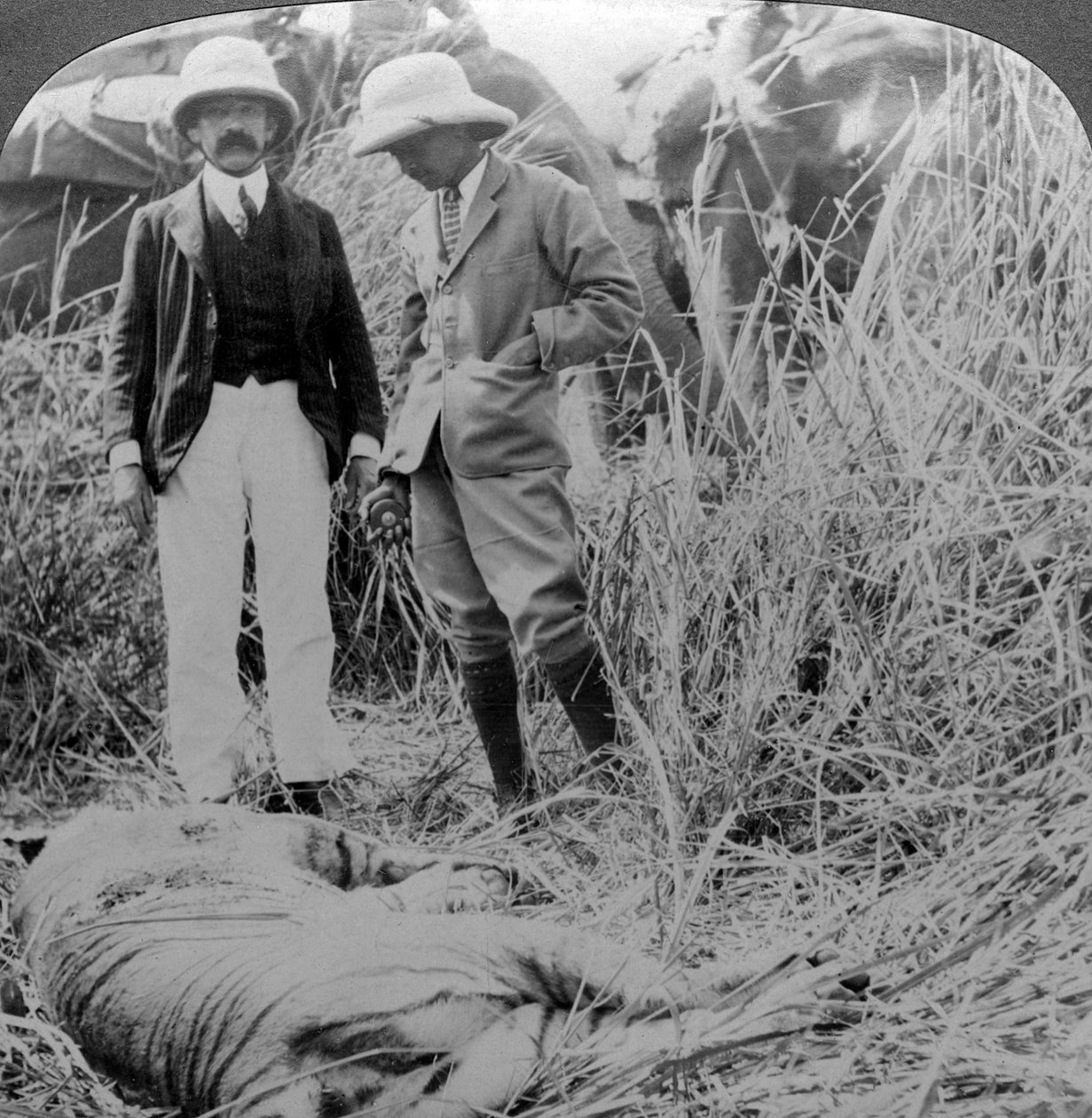 Ölü maneater, Behar ormanı, Hindistan, 1900