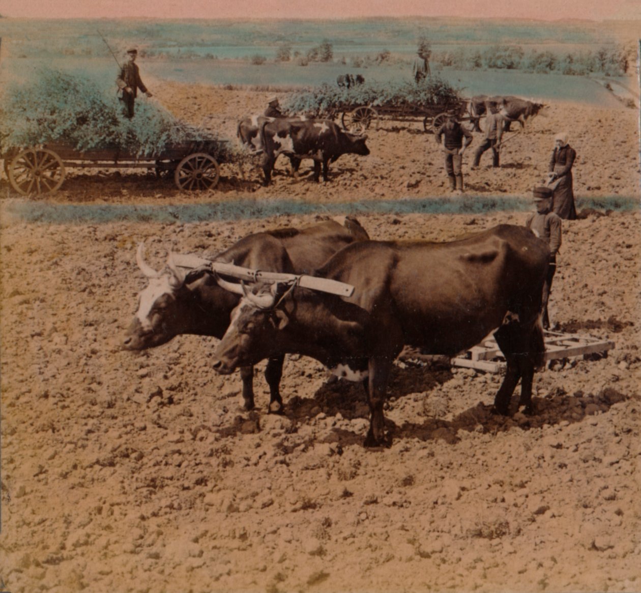 Tasarruflu köylüler, sığırlarıyla birlikte Jönkoping yakınlarındaki bir çiftlikte iş başında, 1905. Sanatçılar: Elmer Underwood, Bert Elias Underwood. by Underwood and Underwood