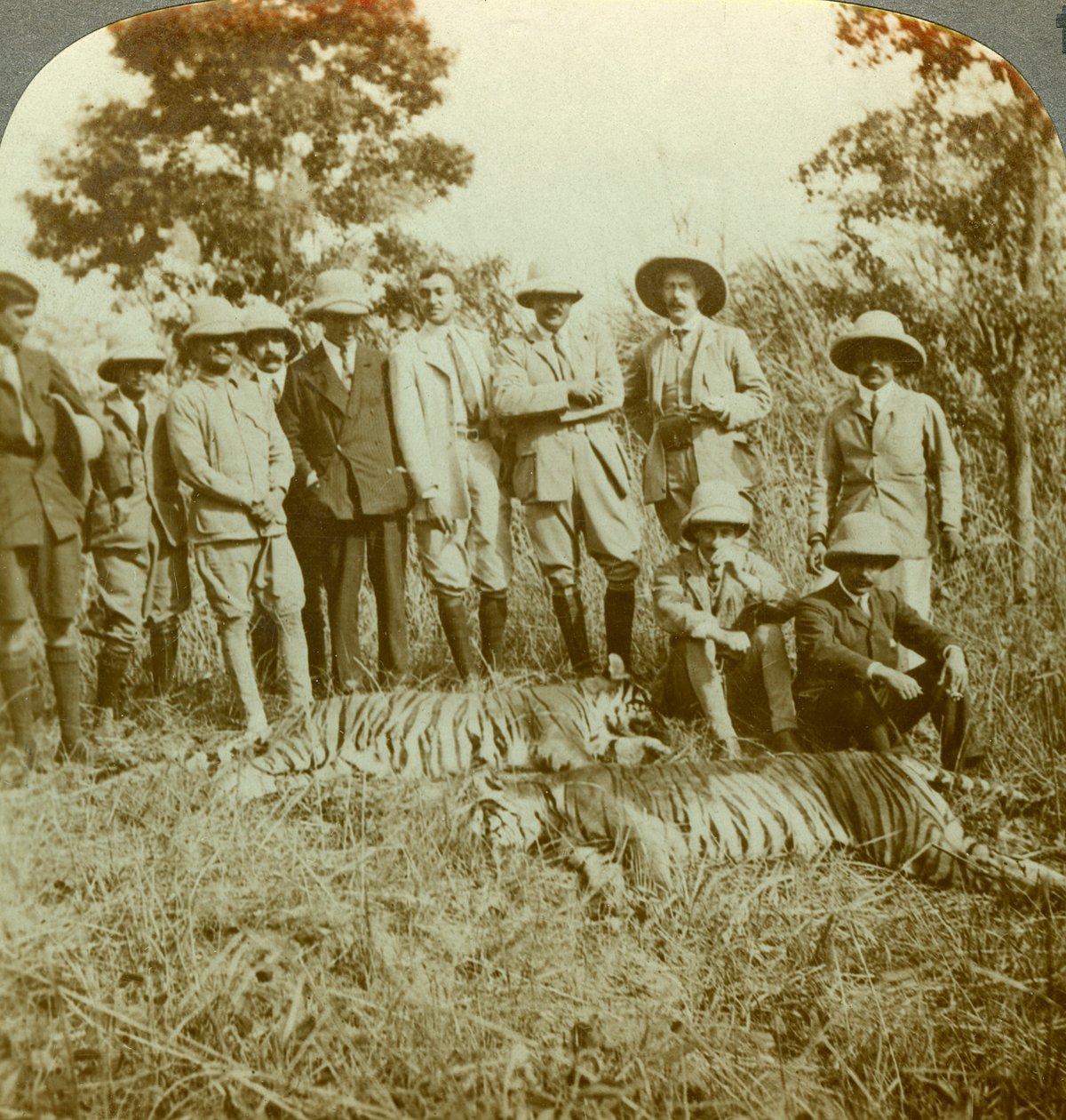 Kaplan avı, Cooch Behar, Batı Bengal, Hindistan, 1900