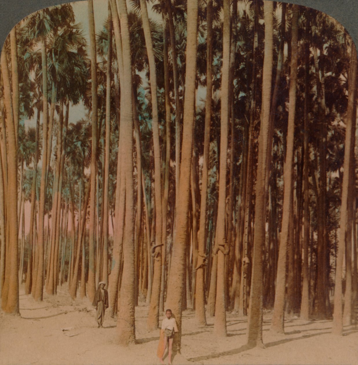 Toddy avuç içi 100 ft boyunda, Pagan, Burma, 1907. Sanatçılar: Elmer Underwood, Bert Elias Underwood. by Underwood and Underwood