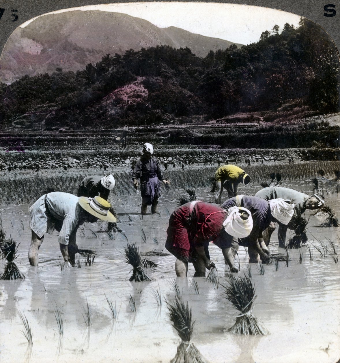 Bir çeltik tarlasında pirinç nakli, Japonya, 1904. by Underwood and Underwood