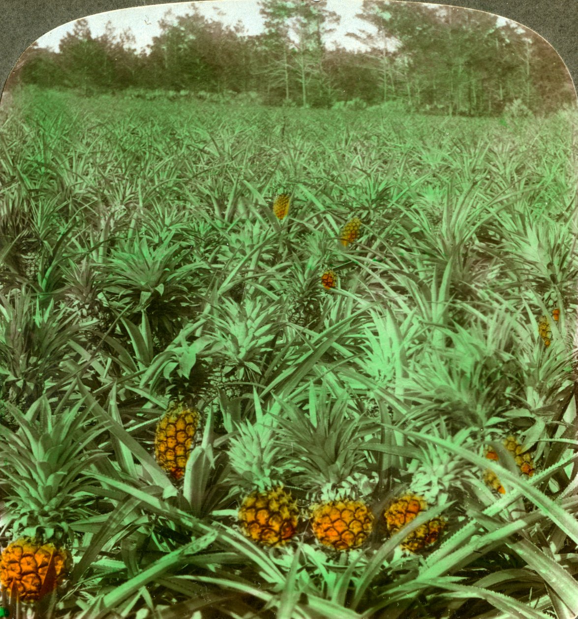 Tatlı ananasın büyüdüğü yer, Florida, ABD, 1896. by Underwood and Underwood