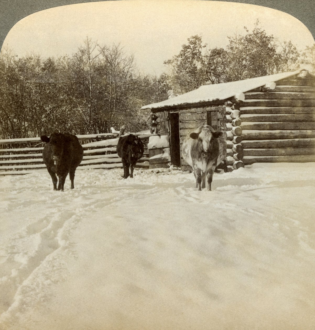 Bir çiftlikte kış, Montana, ABD. by Underwood and Underwood