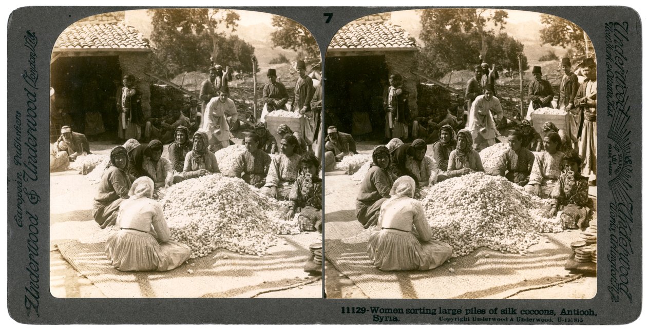 Büyük ipek koza yığınlarını ayıklayan kadınlar, Antakya, Suriye, 1900