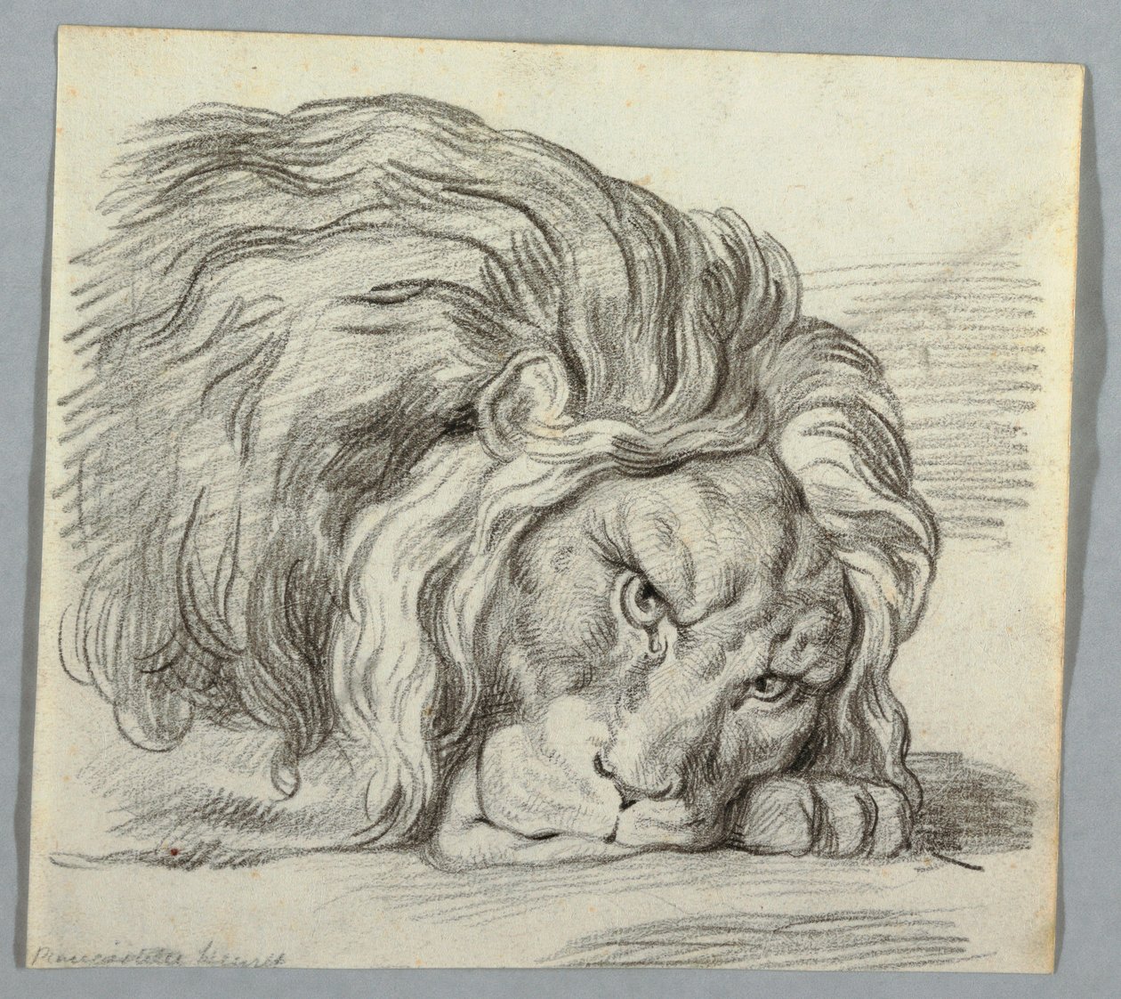 Çizim, Aslan Çalışması by Unknown
