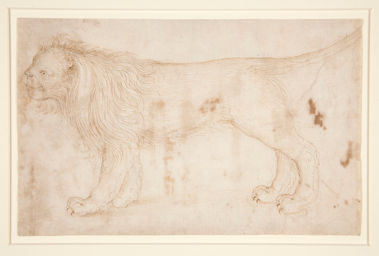 Bir aslan by Unknown