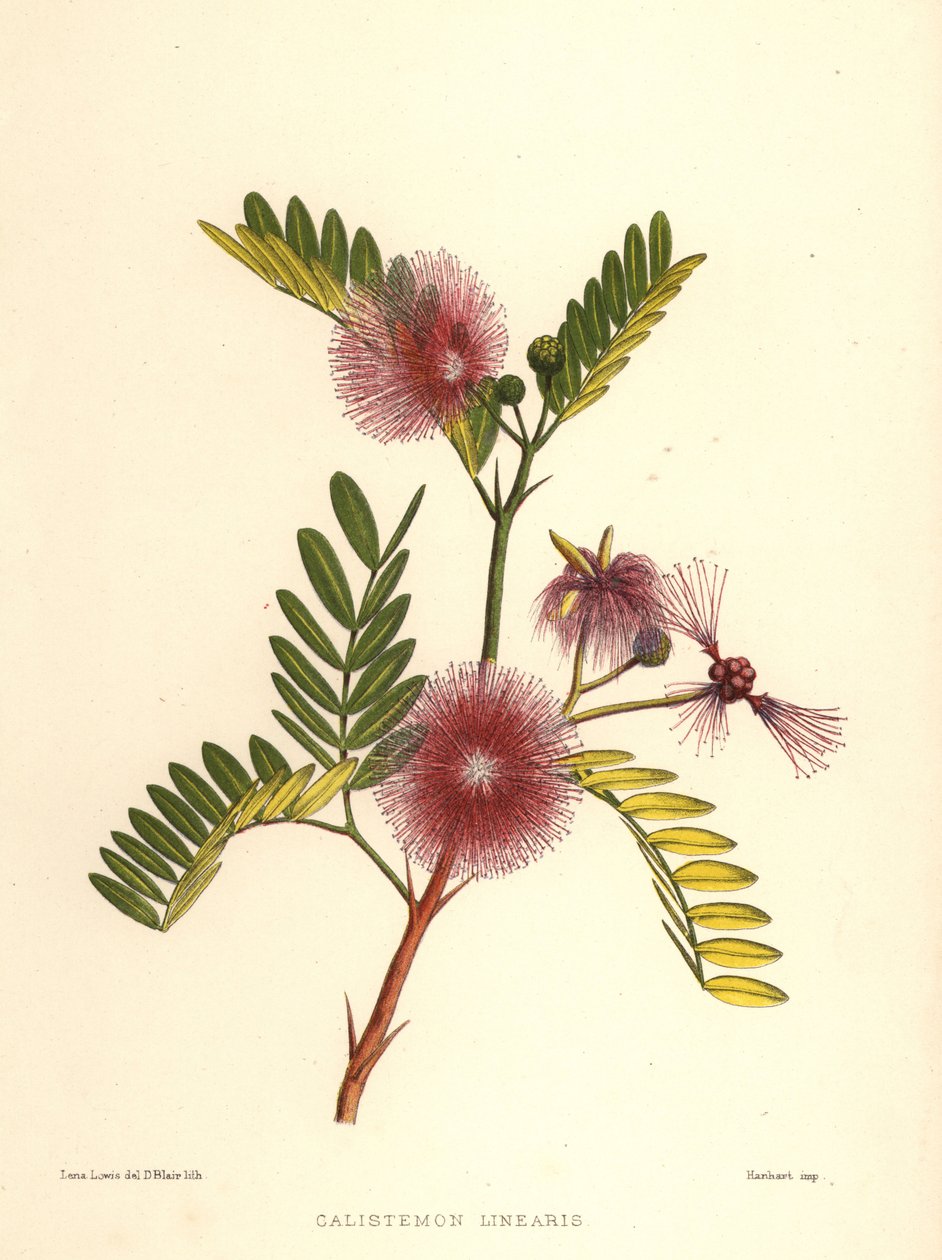 Şişe fırçası, Callistemon linearis (Calistemon linearis) by Unknown