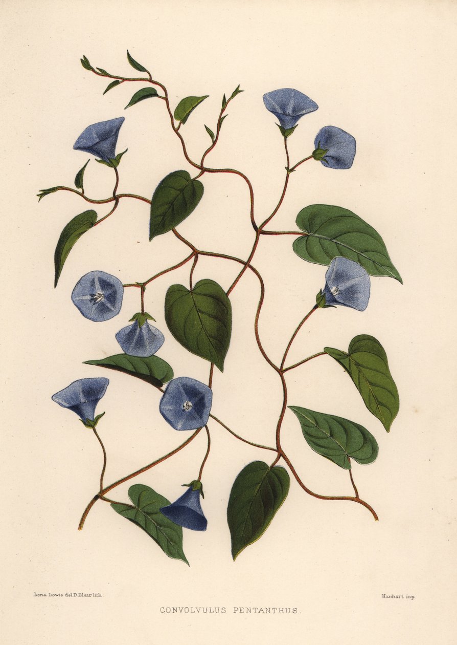 Clustervine, Jacquemontia pentanthos (Convolvulus pentanthus) by Unknown