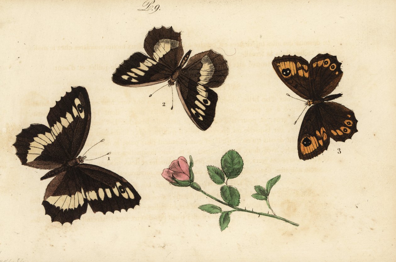 Büyük bantlı grayling, Brintesia circe 1, münzevi, Chazara briseis 2 ve geniş duvarlı kahverengi, Lasiommata maera 3 by Unknown