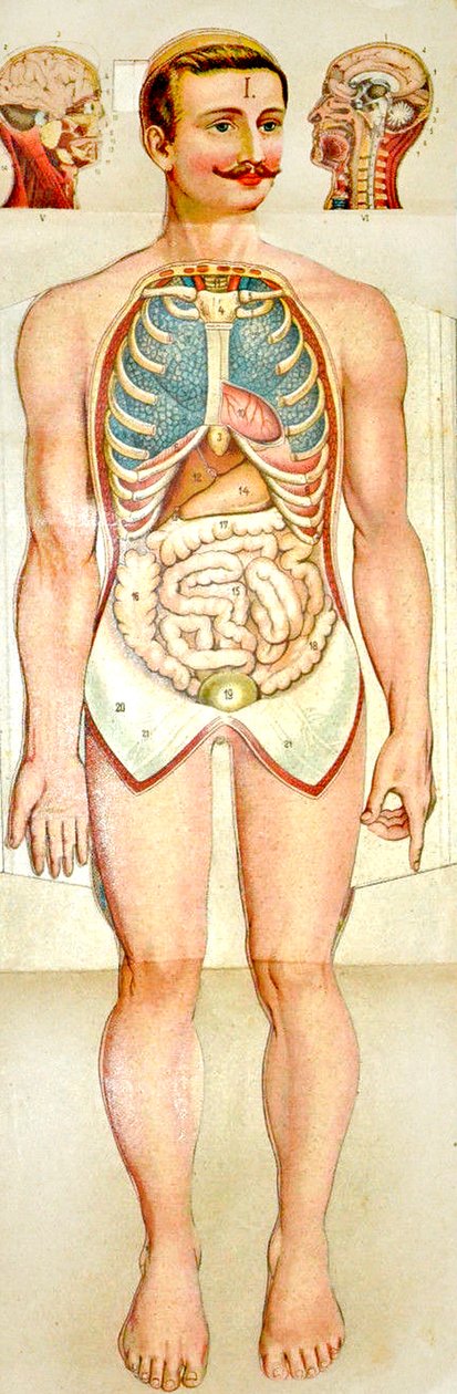 Human Anatomy fold-out educational model, c. 1895  by Unknown
