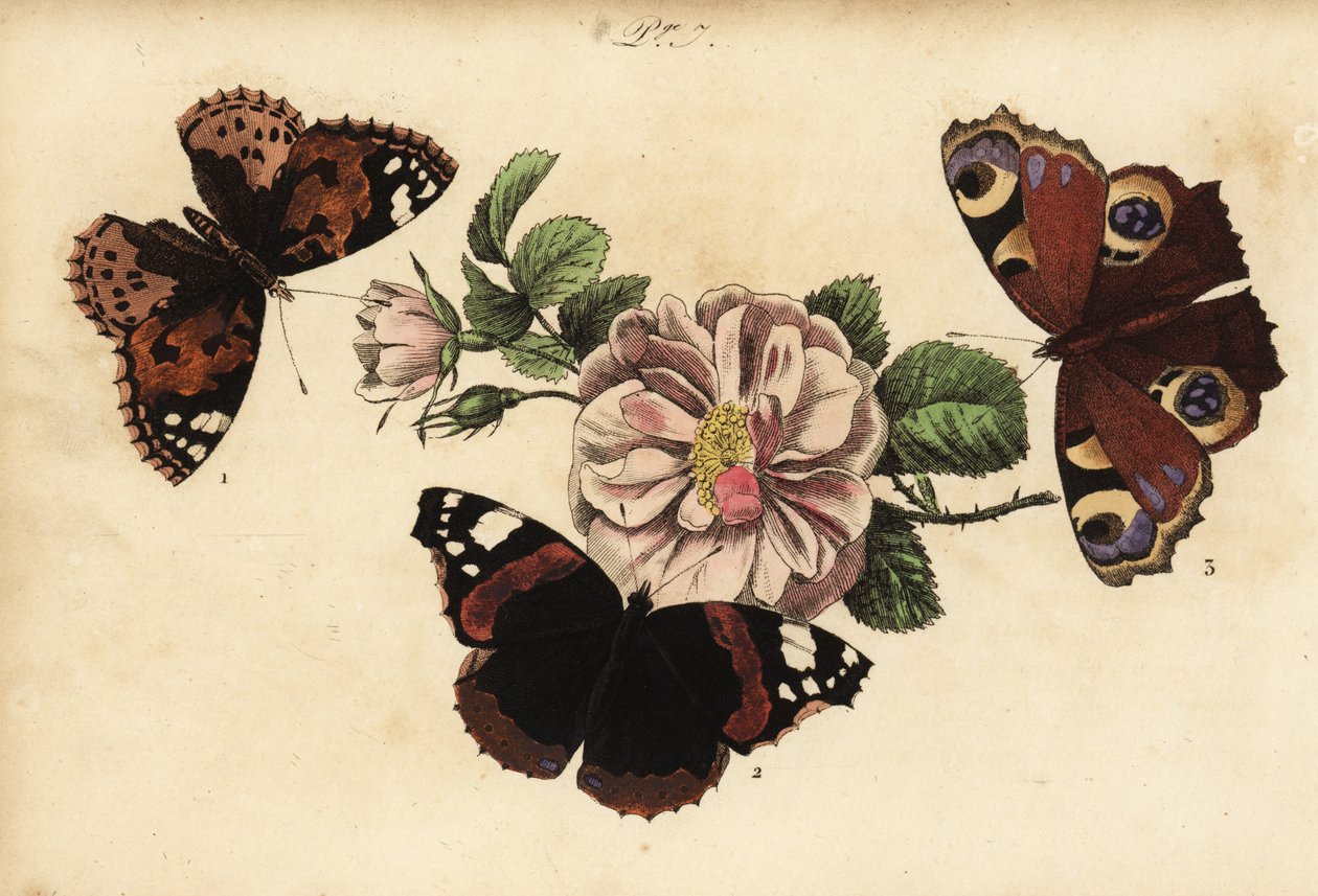 Boyalı bayan kelebek, Vanessa cardui 1, kırmızı amiral, Vanessa atalanta 2 ve Avrupa tavus kuşu, Aglais io 3 by Unknown