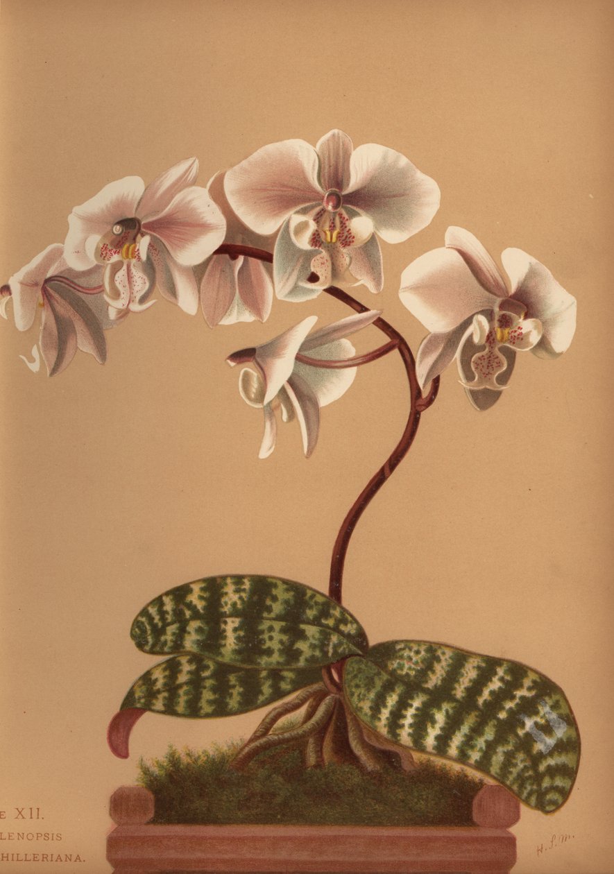 Phalaenopsis schilleriana (Phalenopsis schilleriana) by Unknown