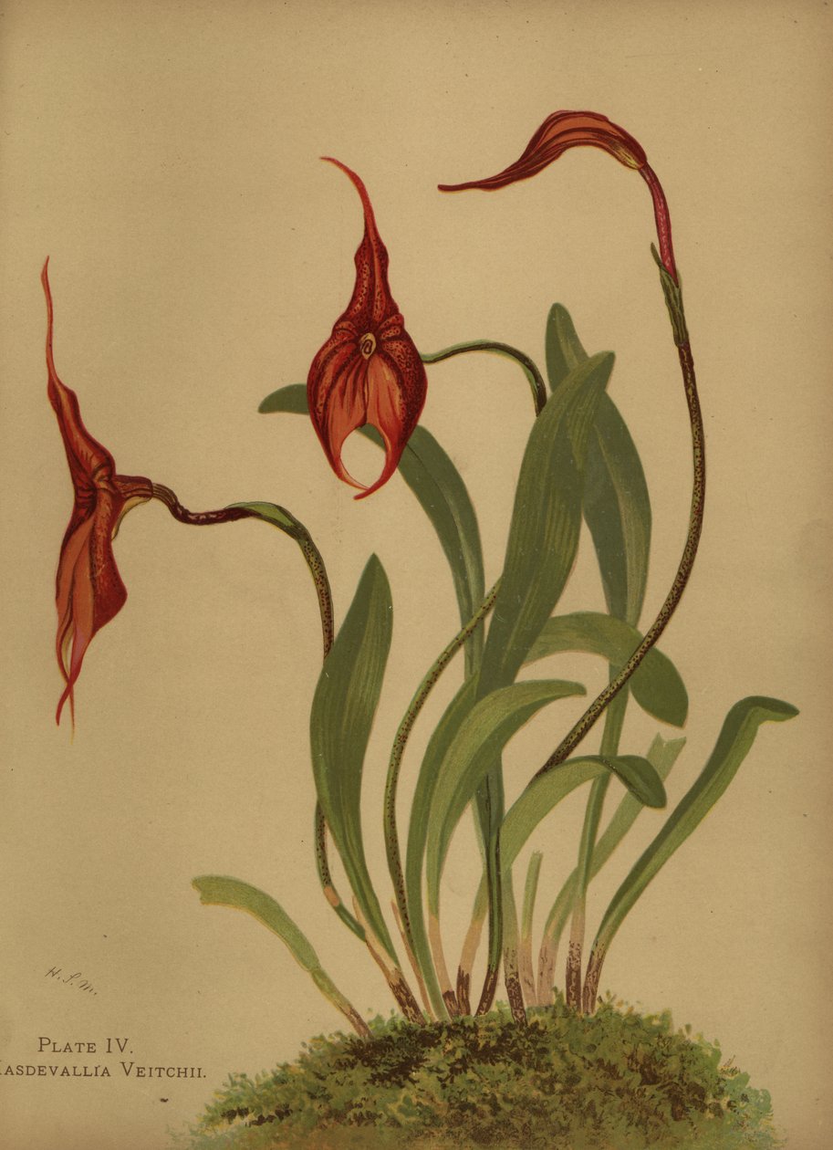 Veitchs masdevallia veya masdevallias kralı, Masdevallia veitchiana by Unknown