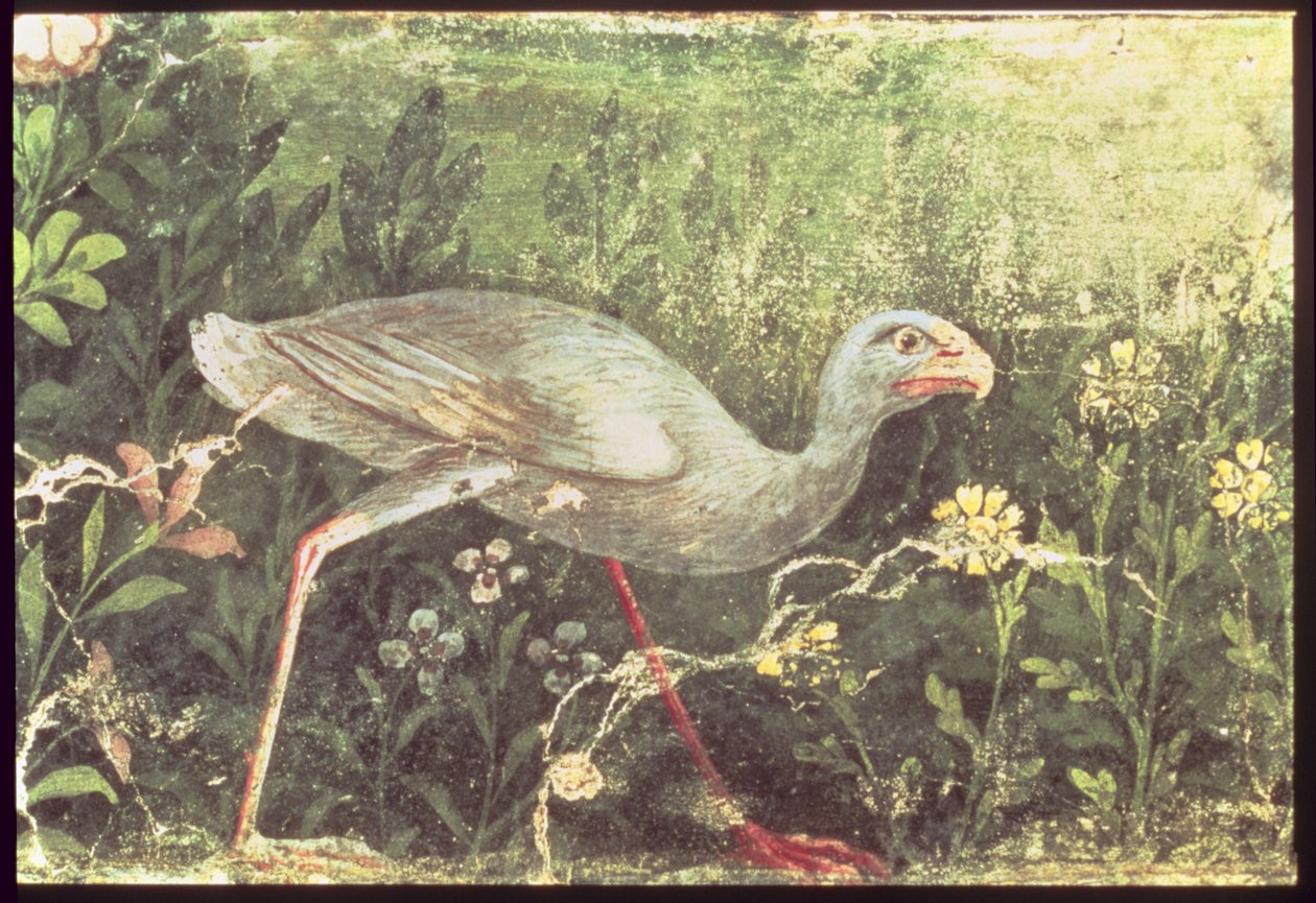 Bahçedeki Sultan tavuğunun duvar resmi, Pompeii, MS 1. yüzyıl by Unknown