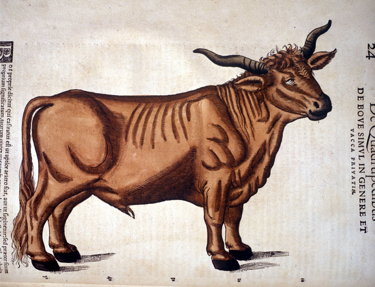 Conrad Gesner