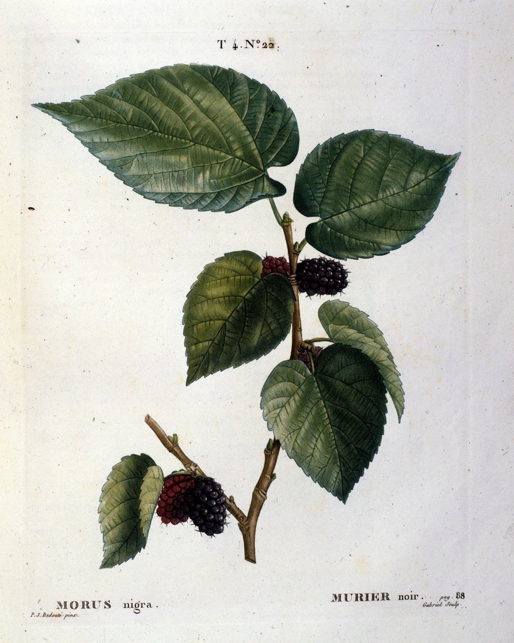 Siyah bir murier ve meyveleri: 19. yüzyılın botanik tahtası. by Unknown artist