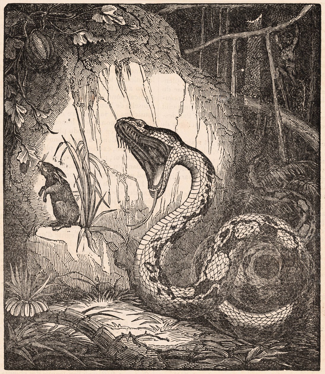 Bir tavşanı yutmak için ağzını açan bir boa yılanı (gravür) by Unknown Artist