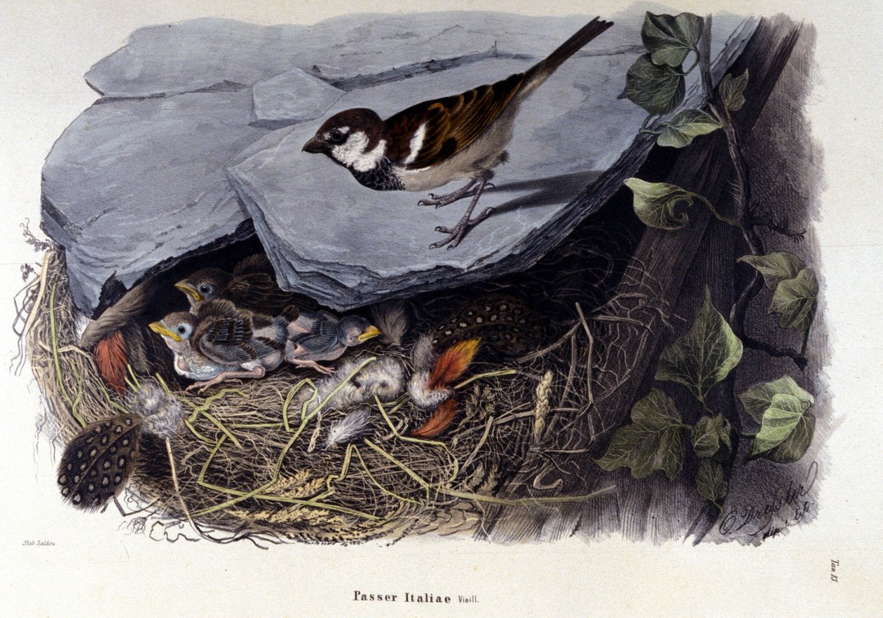 Yuvasının yakınında ortak bir kuşu (veya serçeyi) temsil eden bir tahta. by Unknown artist