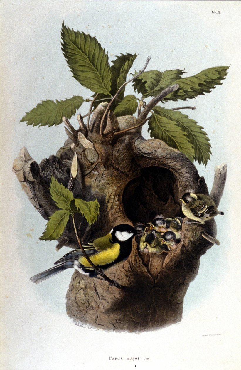 Yuvasının yakınında ortak bir kuşu (veya serçeyi) temsil eden bir tahta. by Unknown artist