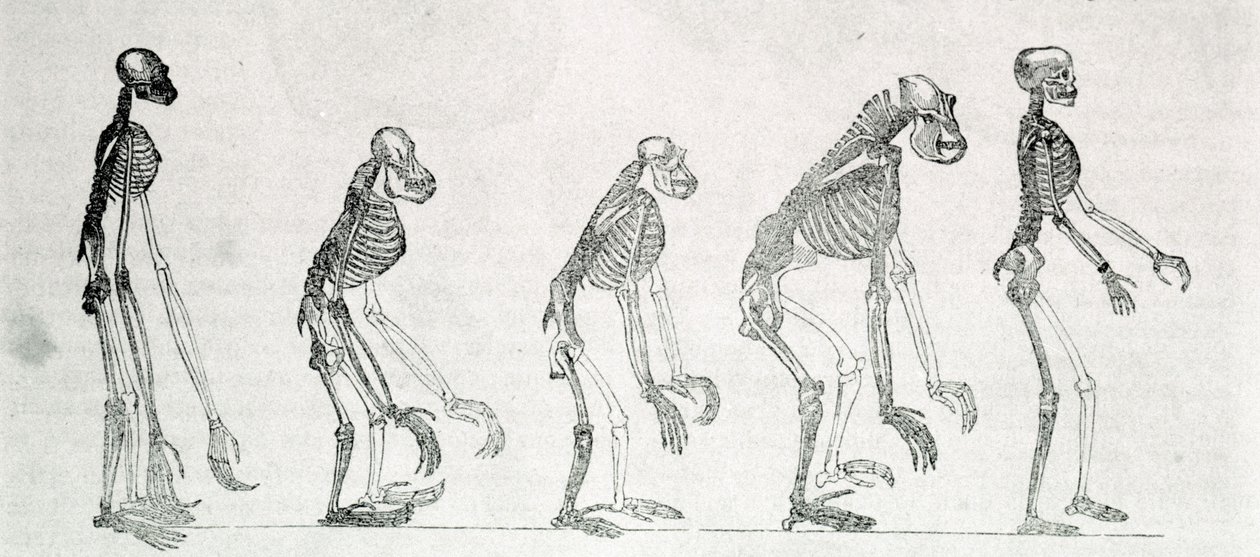 İnsan ve maymun iskeletlerinin karşılaştırmalı bir çalışması: jibon, orangutan (orangutan, orangutan, orangutan), şempanze ve goril. by Unknown artist