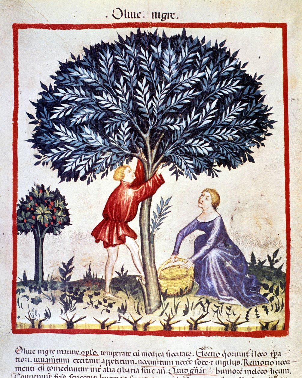 Bir adam siyah zeytin toplamak için zeytin ağacına tırmanıyor. İlaç ve diyetetik sağımlarından aydınlatma “” Tacuinum sanitatis”” by Unknown artist