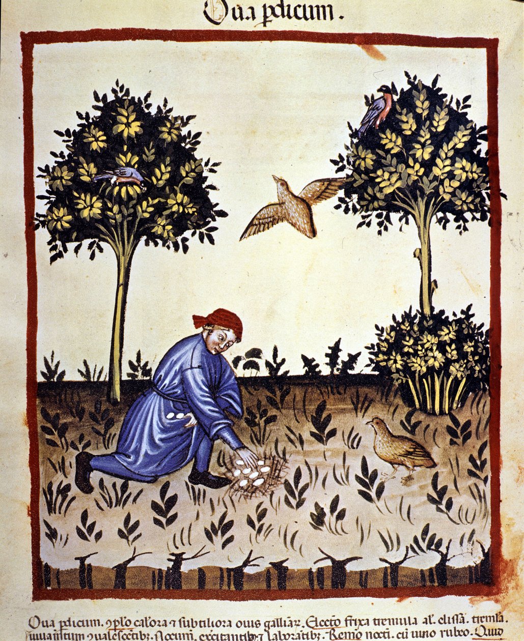 Adamın biri keklik yuvasından yumurta alıyor. İlaç ve diyetetik sağımlarından aydınlatma “” Tacuinum sanitatis”” by Unknown artist