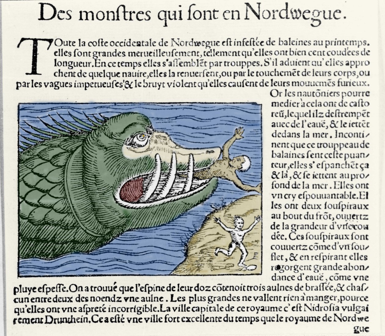 Bir deniz canavarı, Norveç kıyılarında bir yüzücüyü dövüyor. Olaus Magnus (1490 - 1557), İsveçli dindar ve coğrafyacı tarafından gravür, “Historia de Gentis Septentrionalibus”, Venedik by Unknown artist