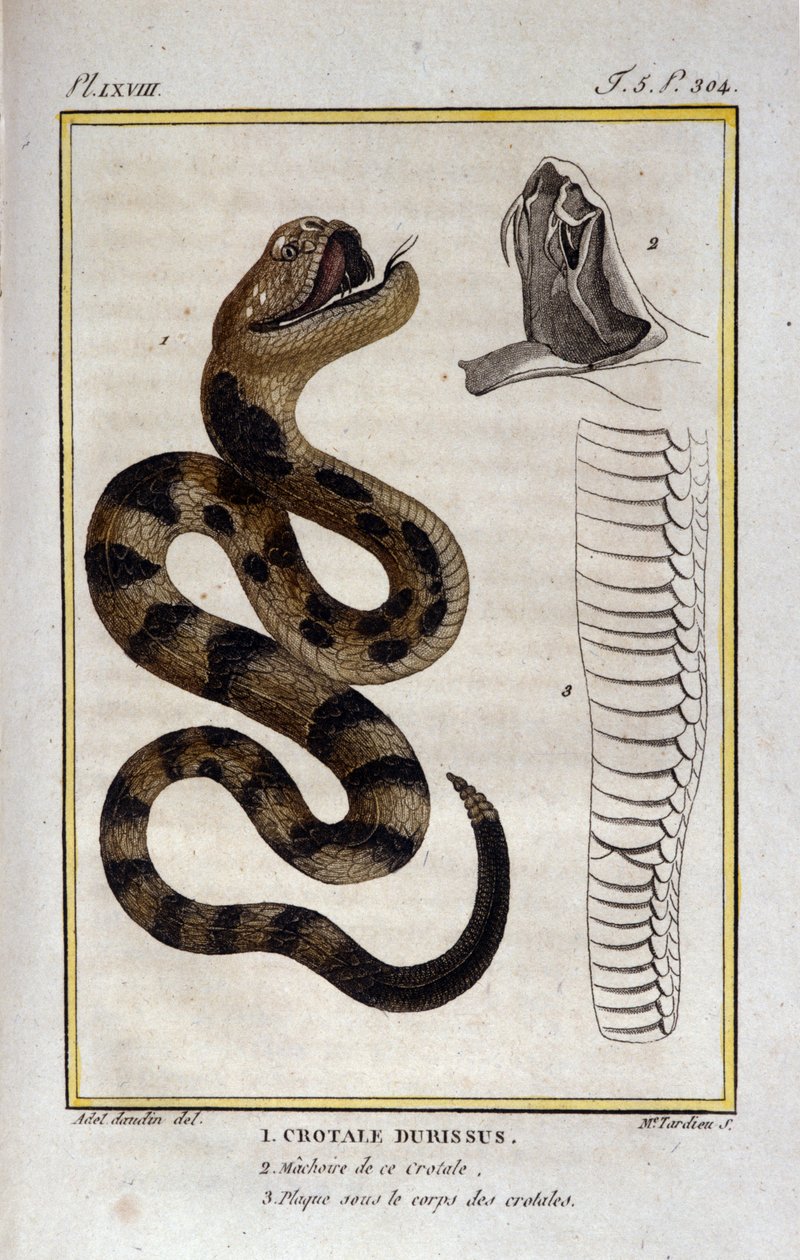 Bir çıngıraklı yılan. Doğa bilimci Georges Louis Leclerc, Count of Buffon (1707 - 1788) tarafından “Buffon Eserleri” konulu Doğa Tarihi İncelemesinden alınan plaka. 19. yüzyıl by Unknown artist