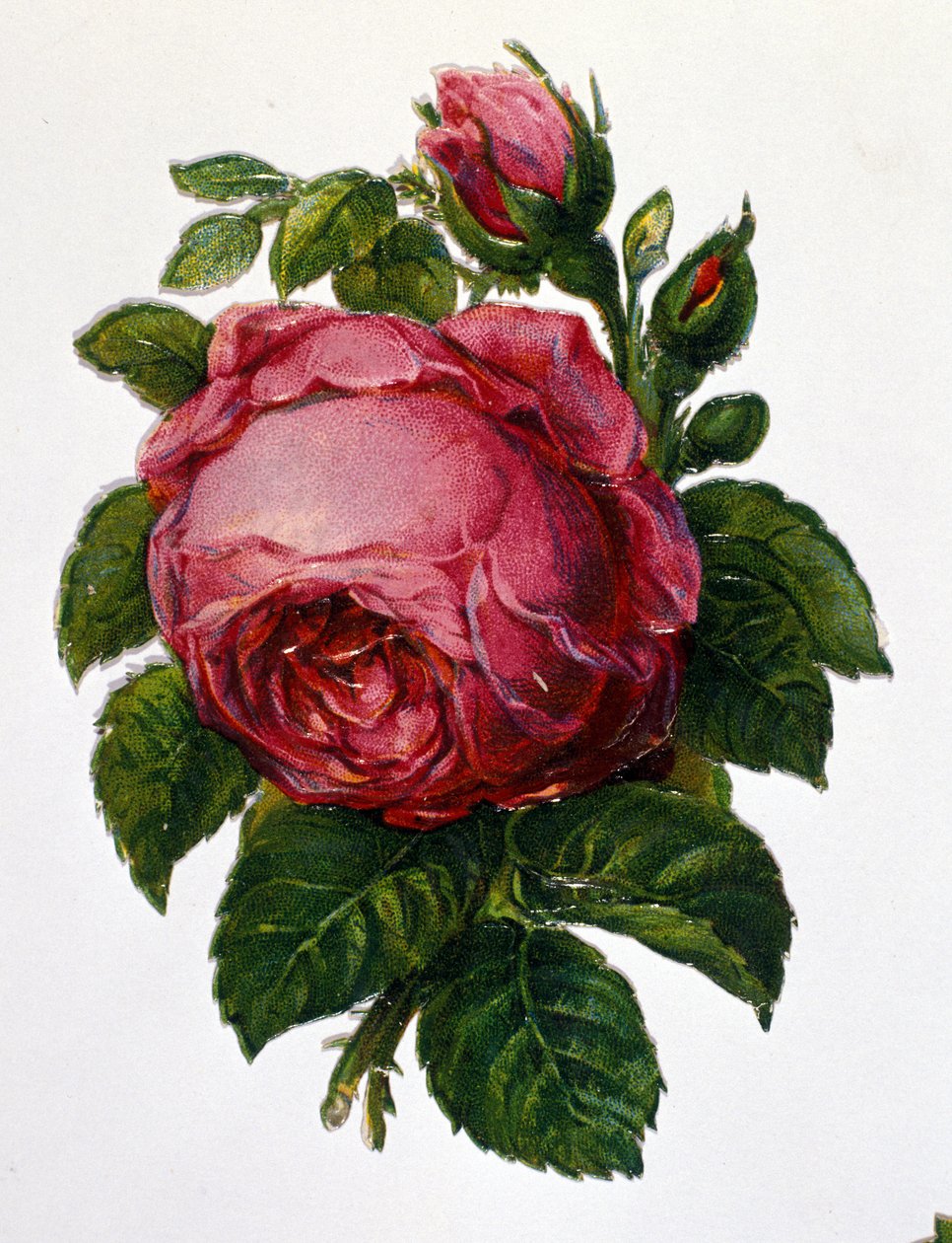 bir gül by Unknown artist