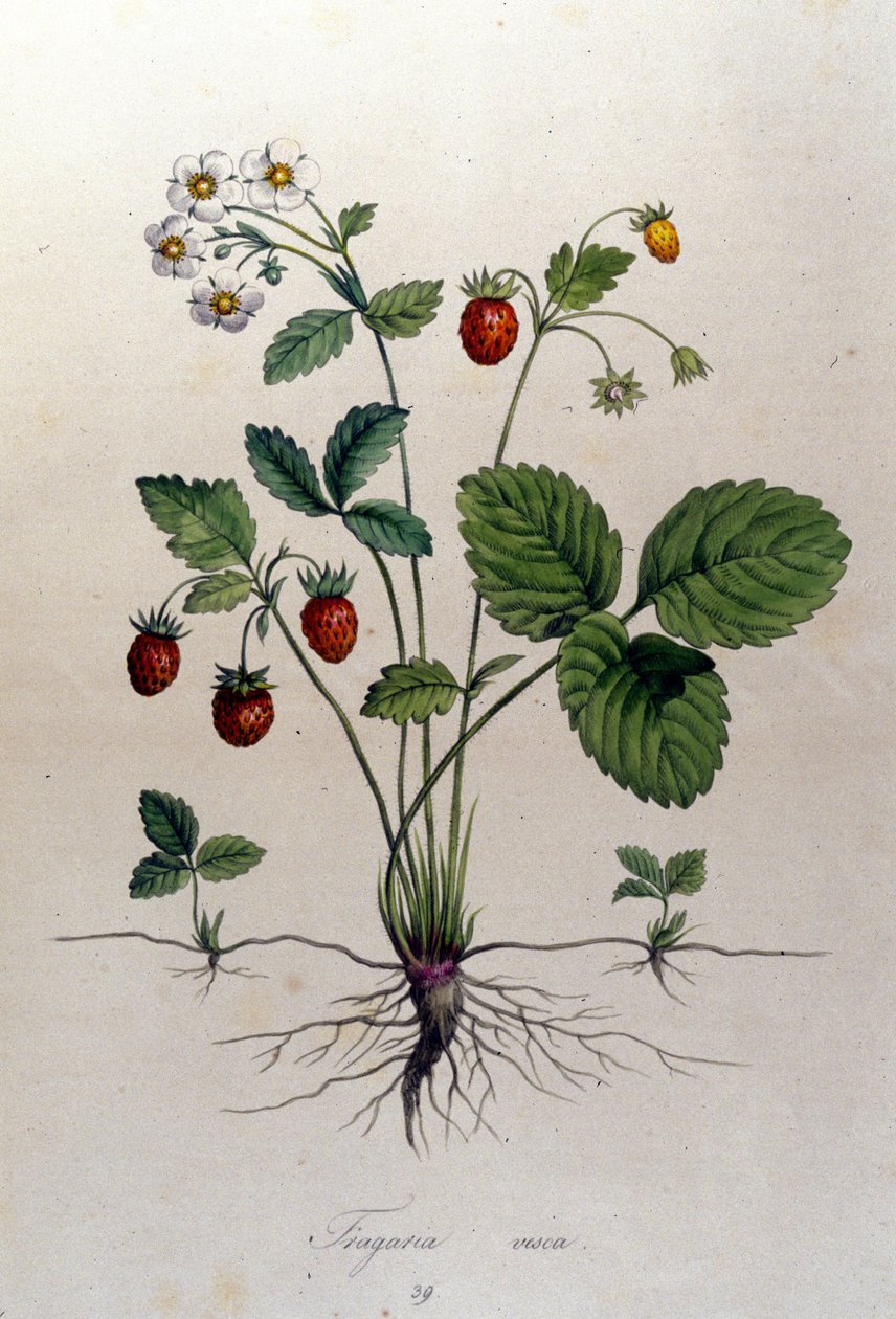 Bir çilek ağacı ve meyveleri: 19. yüzyıl botanik tahtası. by Unknown artist