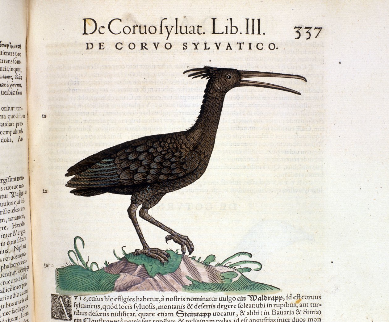 Conrad Gesner