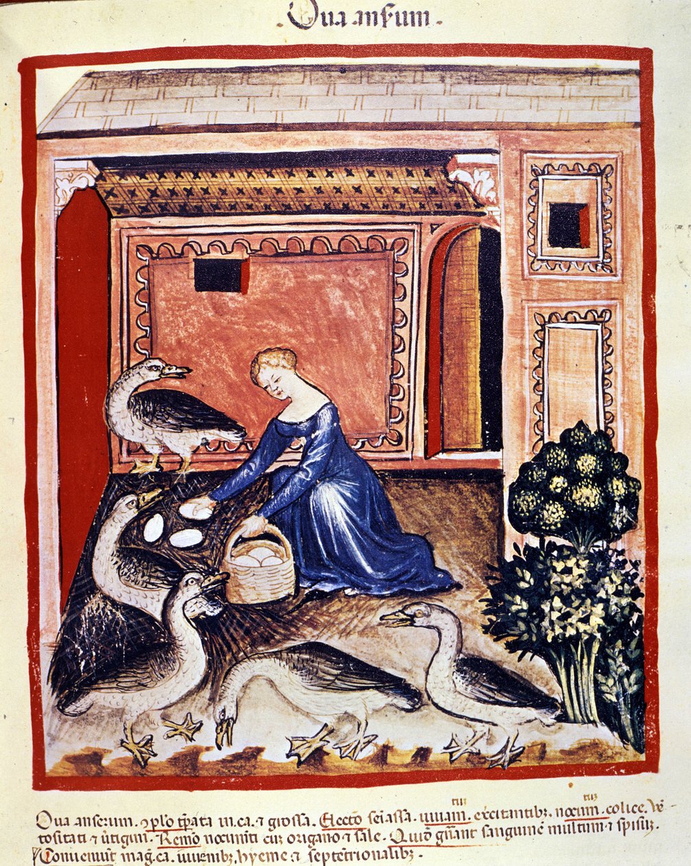 Genç bir kadın kamış yumurtalarını alıyor. İlaç ve diyetetik sağımlarından aydınlatma “” Tacuinum sanitatis”” by Unknown artist