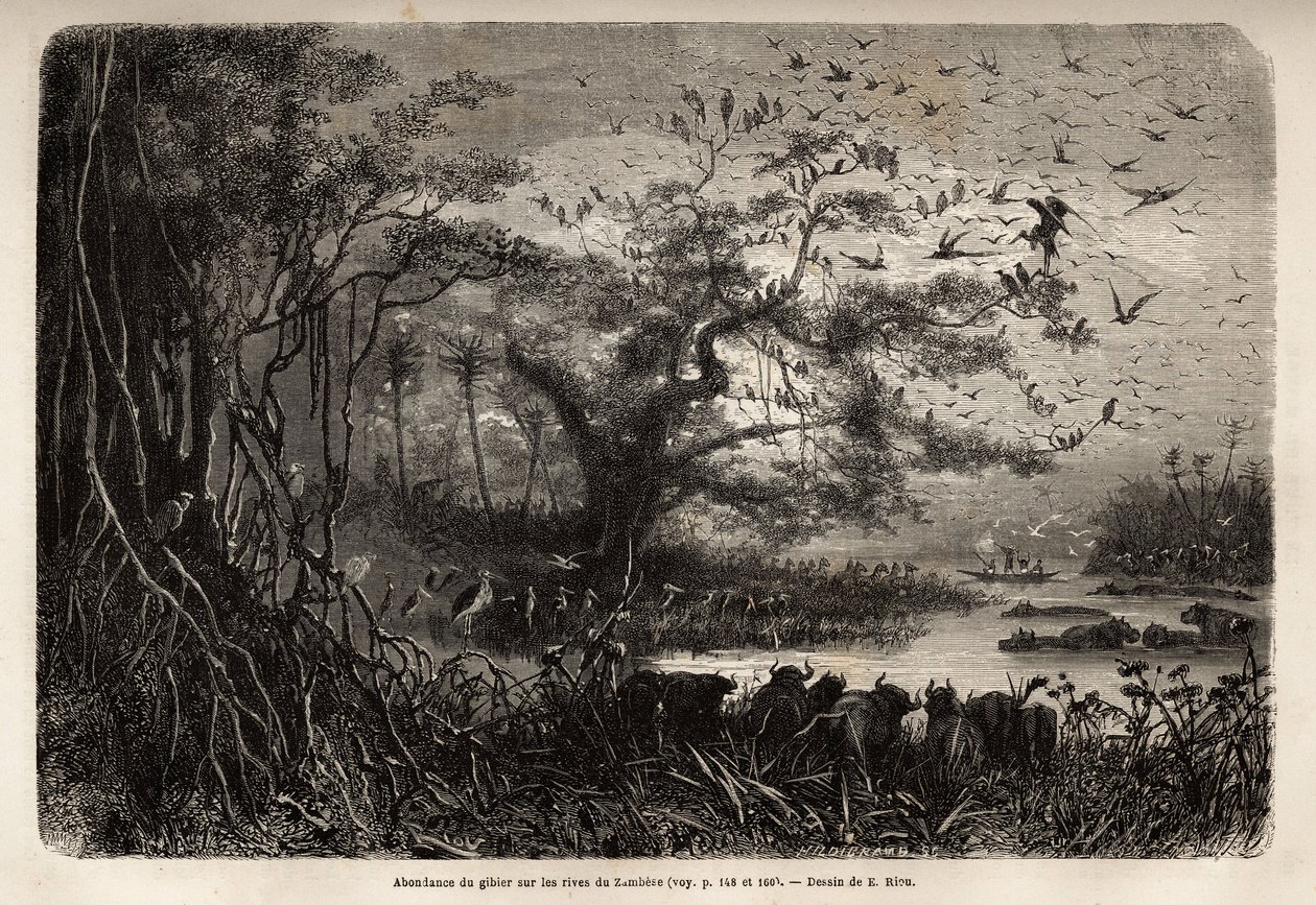 Zambese kıyılarında oyun bolluğu. Dr. Livingstone