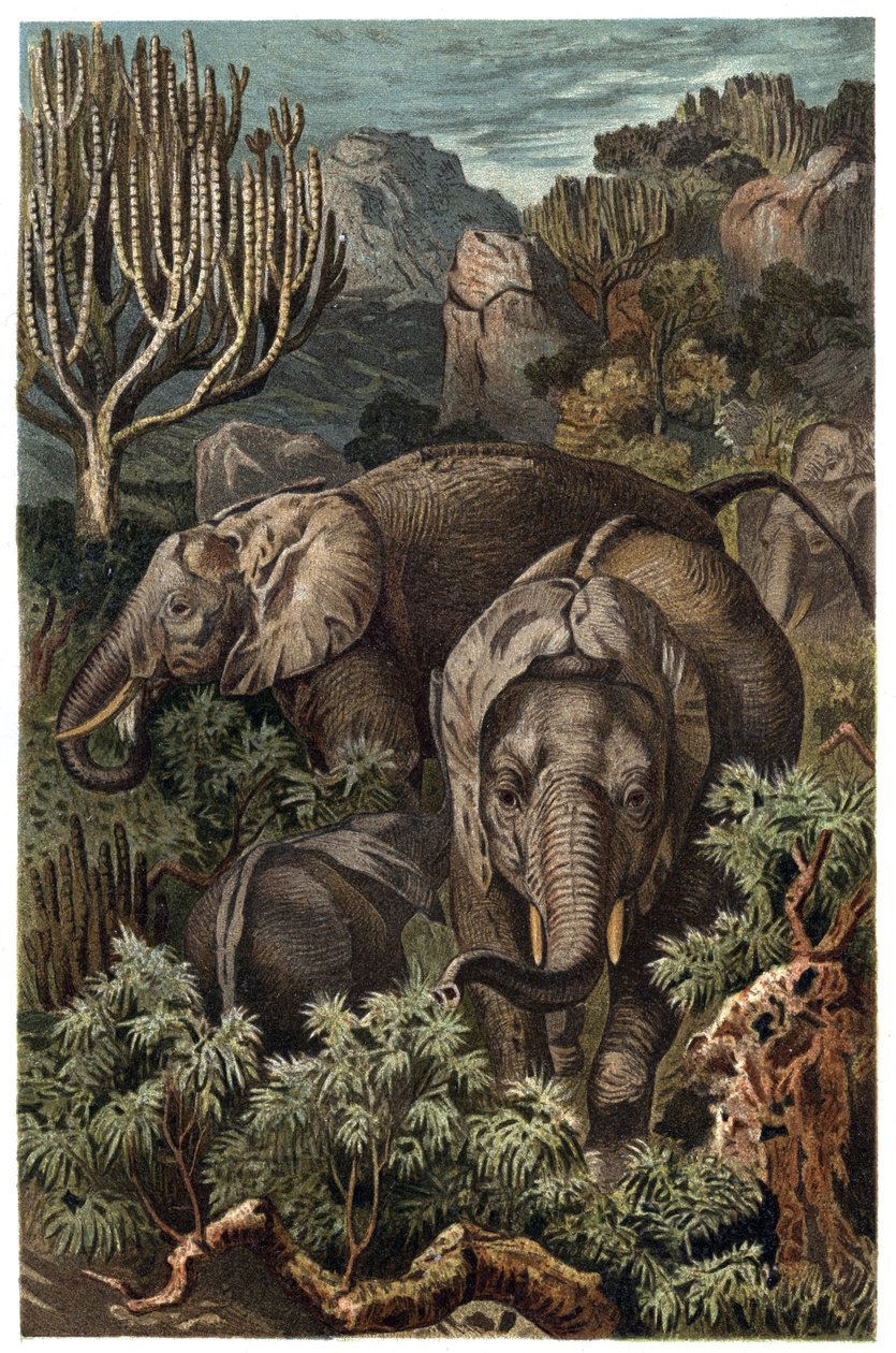 Afrika fili (Loxodonta) - Afrika fili (Loxodonta) - Alfred Edmund Brehm