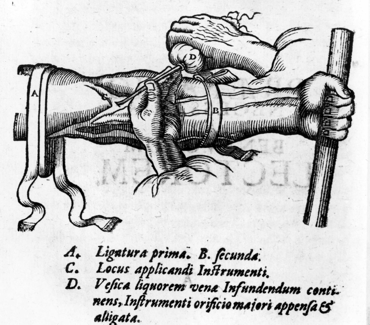 Anatomik tahta: farklı bitişik harfler. İngiliz doktor William Harvey (1578-1657) tarafından kan sistemi üzerinde çalışın. Damarlar aracılığı ile vücuttaki kan dolaşımını tarif etmiştir. by Unknown artist