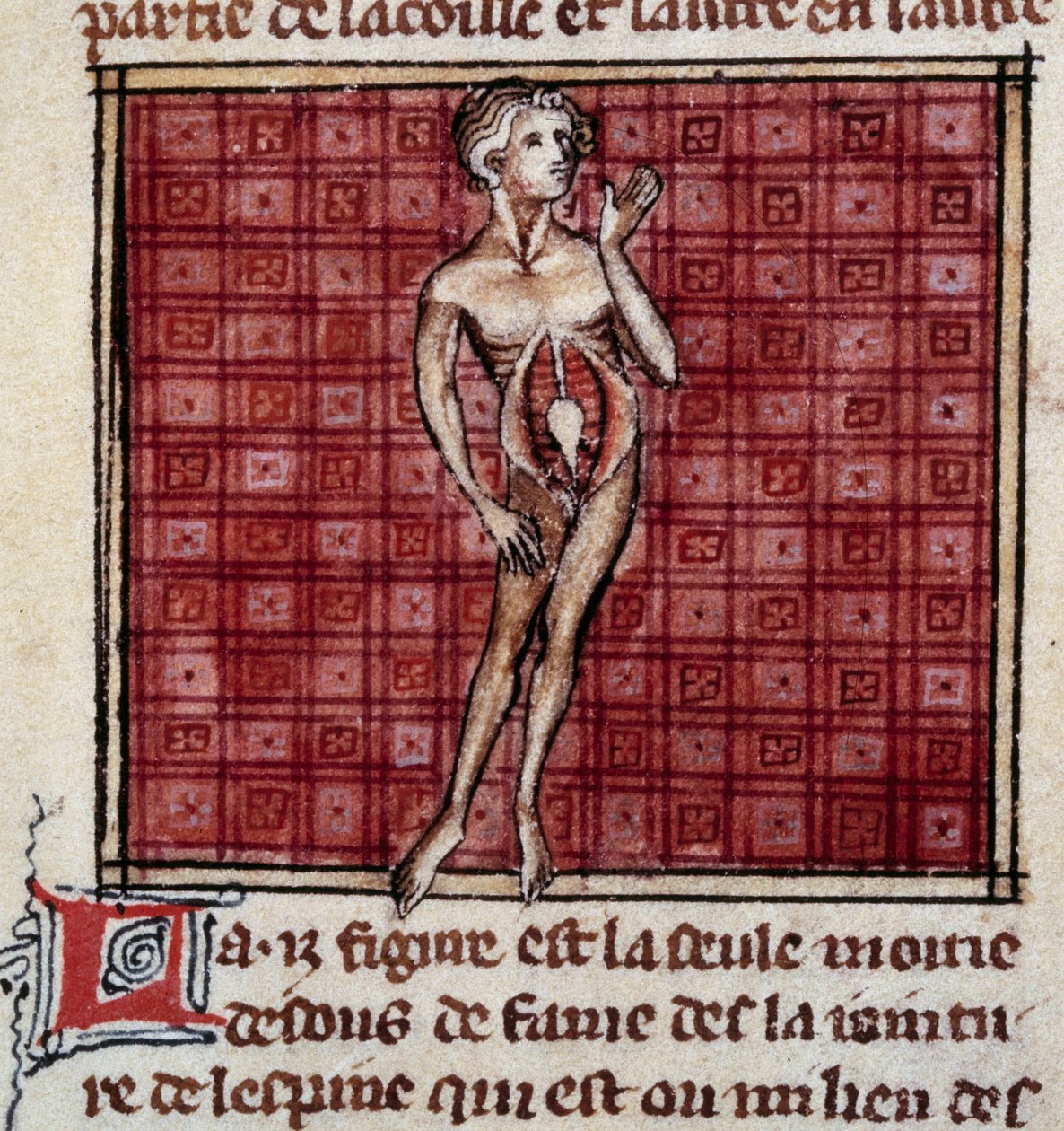 Anatomik figürler: erkek ve dişi kabuğu, açık mide (karın), böbrekleri, mesaneyi, cinsel organları gösteren: adam detayı. Henri de Mondeville (Philippe Le Bel