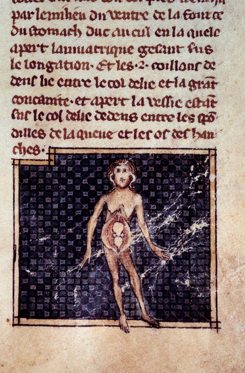 Anatomik figürler: erkek ve dişi kabukları, açık göbek, böbrekleri, mesaneyi, cinsel organları gösteren: kadın detayı. Henri de Mondeville (Philippe Le Bel
