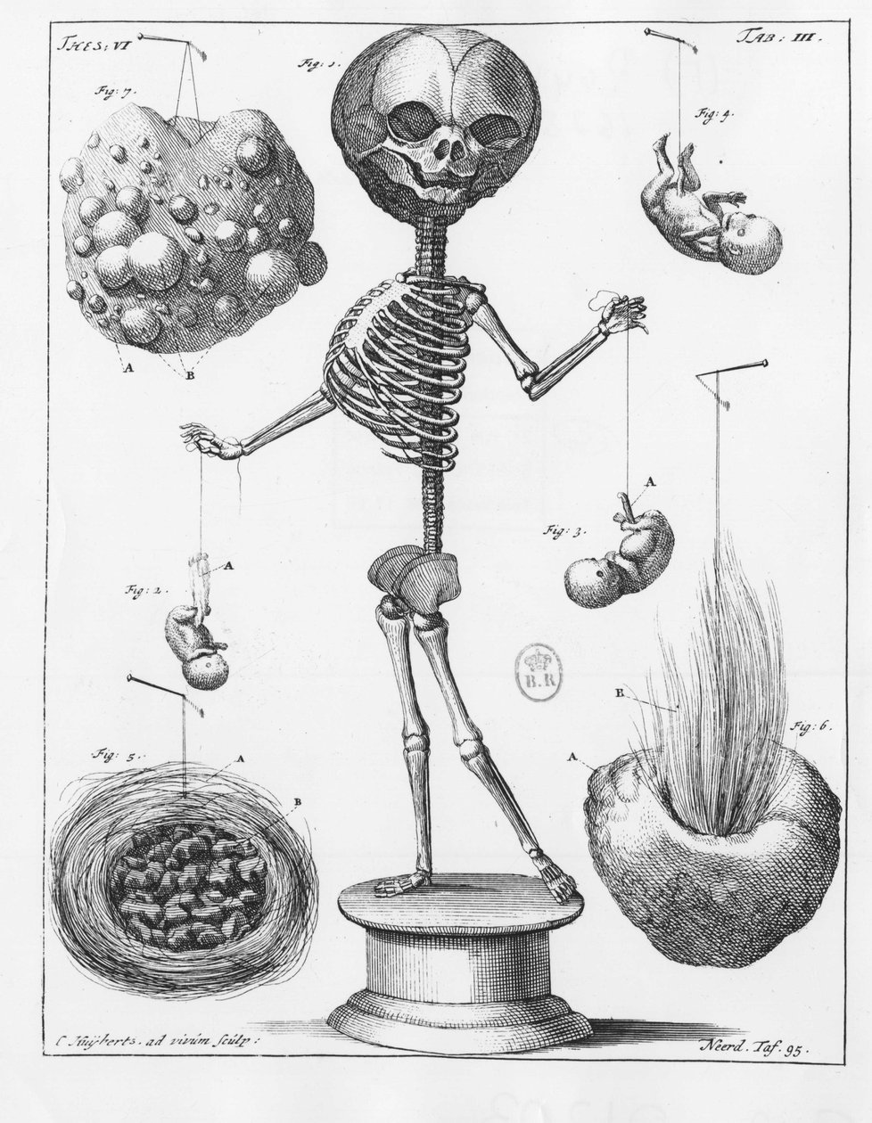 Bir iskeleti temsil eden anatomik plaka, Frederik Ruysch (1638-1731), Hollandalı anatomist. by Unknown artist