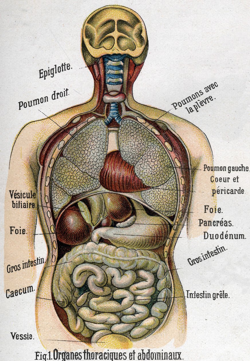 Anatomi: Göğüs ve karın organı. (Barsak, karaciğer, pankreas, akciğer vb.) La nouvelle ilaç naturelle par F.E. Bilz.1898