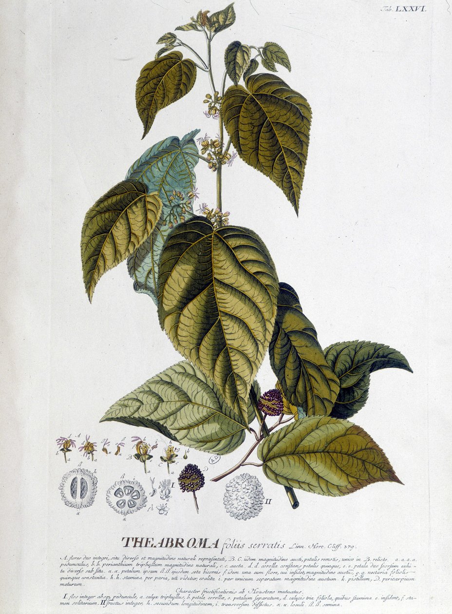 Arbroma çay bitkisi - botanik kurulu by Unknown artist