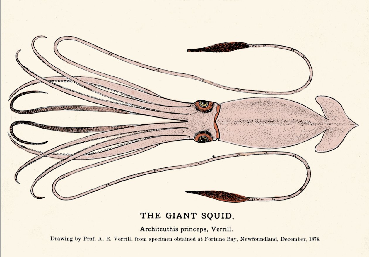 Architeuthis princeps, dev kalamar, Aralık 1874