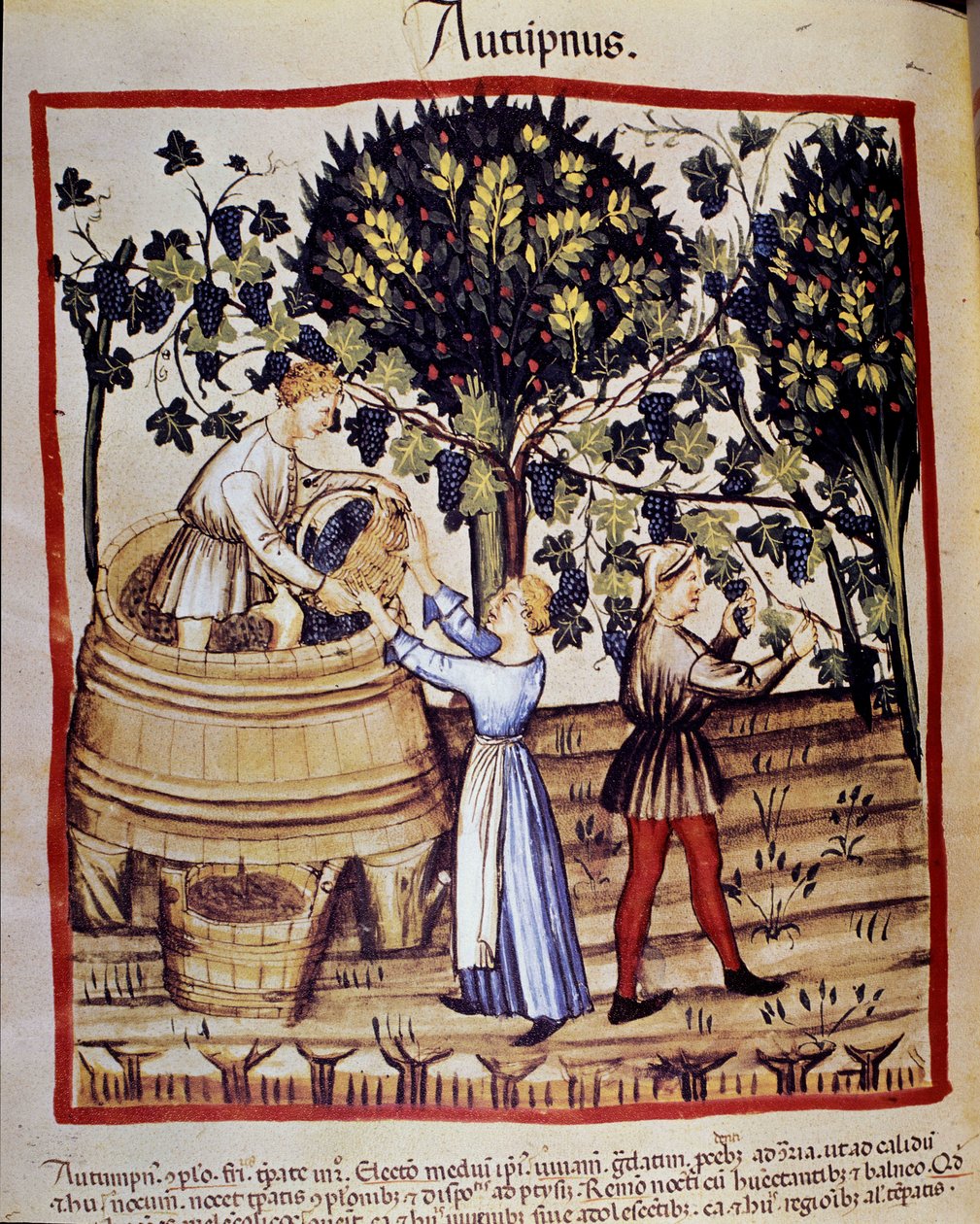 Sonbahar temsili: hasat. Üzüm toplama. İlaç ve diyetetik sağımlarından aydınlatma “” Tacuinum sanitatis”” by Unknown artist