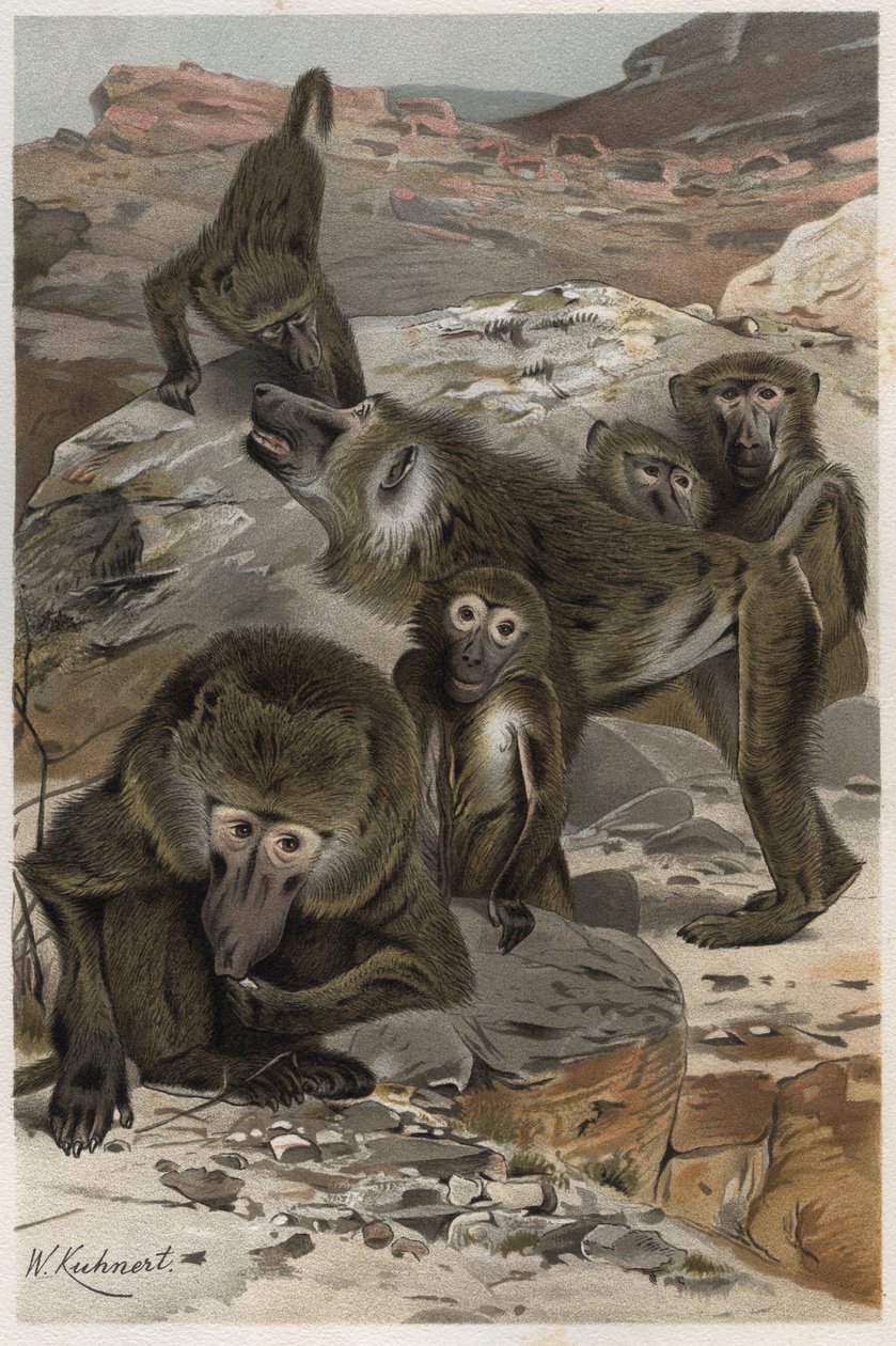 Babun - Babunlar (Cercopithecinae) - Alfred Edmund Brehm